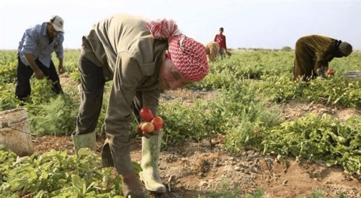 مزارع اردني