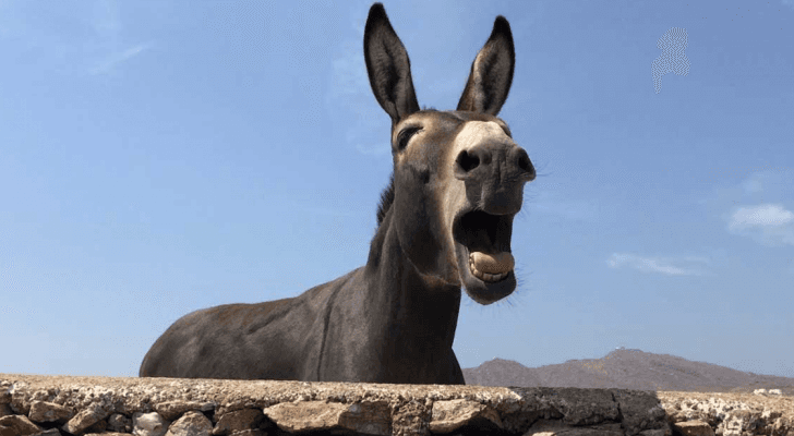 ارشيفية