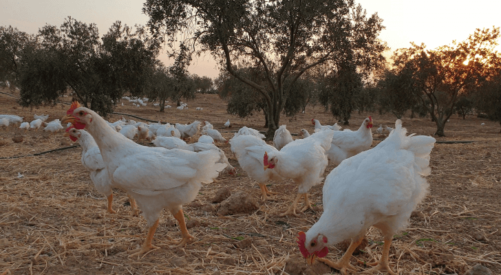 الرفق بالحيوان مصطلح نعرفه لكن ماذا عن الرفق بالدجاج؟