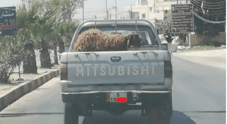 ارشيفية