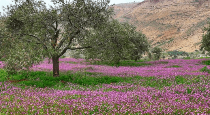 أجواء الربيع - ارشيفية