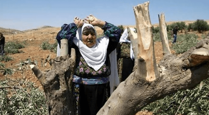 مسنة فلسطينية حزينة على ما حل بأرضها جراء اقتلاع المستوطنين أشجار الزيتون فيها