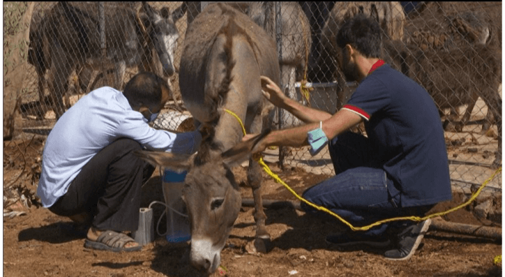 الصابون المصنوع من حليب الحمير يلقى رواجا في الأردن
