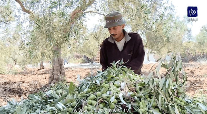 موسم الزيتون في الأردن بين الماضي والحاضر