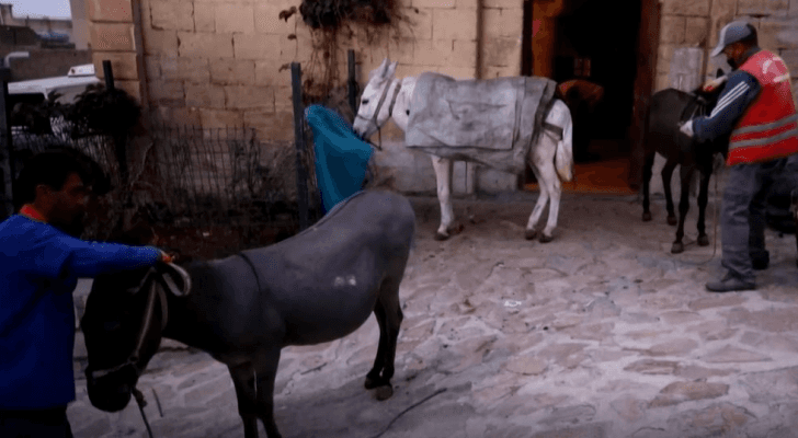 عمال نظافة مع حمير