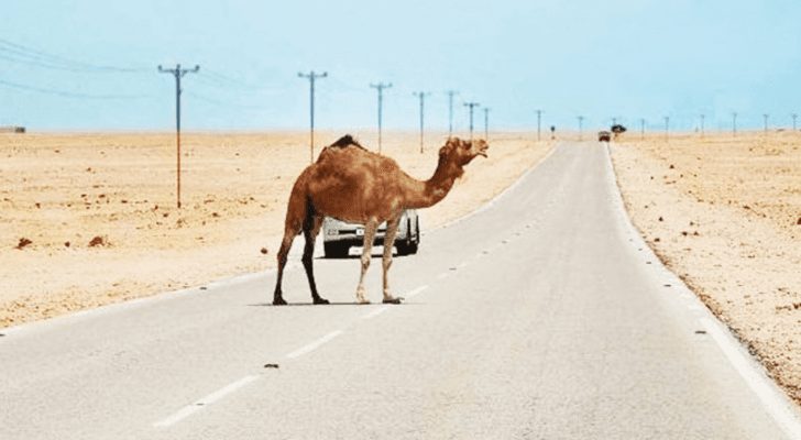 جمل يسير على أحد الطرق الرئيسية