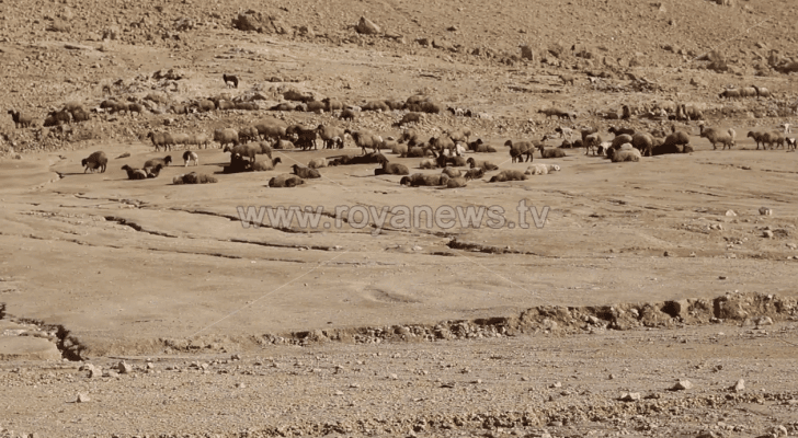 نفوق 70 رأس من الأغنام في الكرامة والجهات الرسمية تتابع