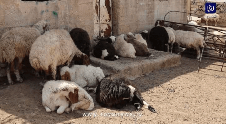 أغنام نافقة