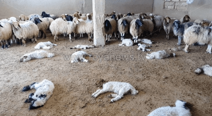 أغنام نافقة داخل حظيرة