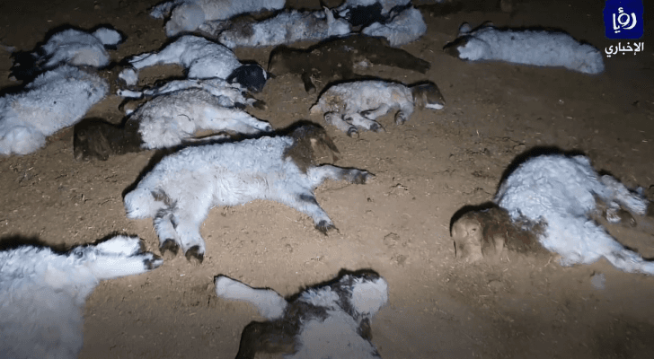 نفوق حلال في المفرق والمزارعين ينفذون وقفة احتجاجية السبت
