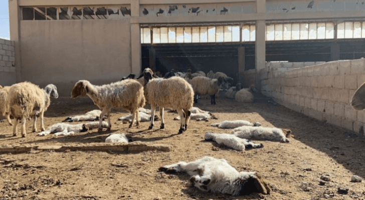 نقوق أغنام