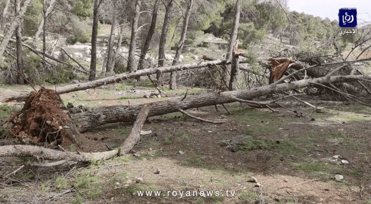 "رؤيا" ترصد أشجارا متكسرة في متنزه غمدان و"عمان"