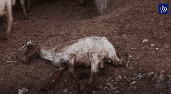 بعد ظهور أعراض غريبة.. نفوق عشرات الاغنام في بصيرا