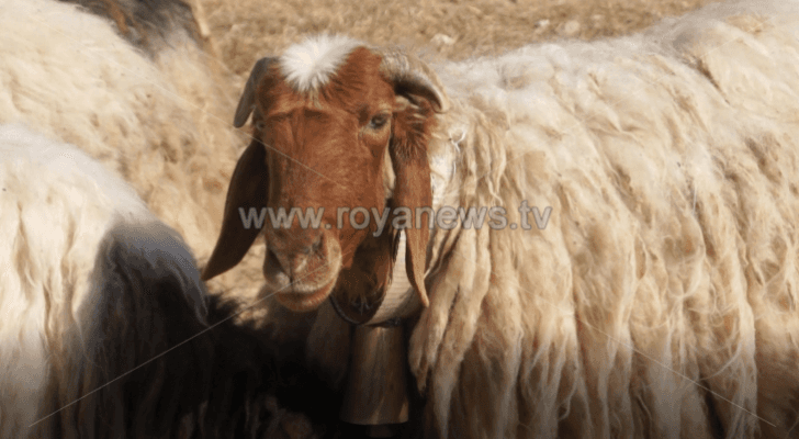 مواش في حظيرة - أرشيفية