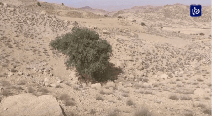 شجرة بطم عمرها 500 عام تنمو قرب البترا