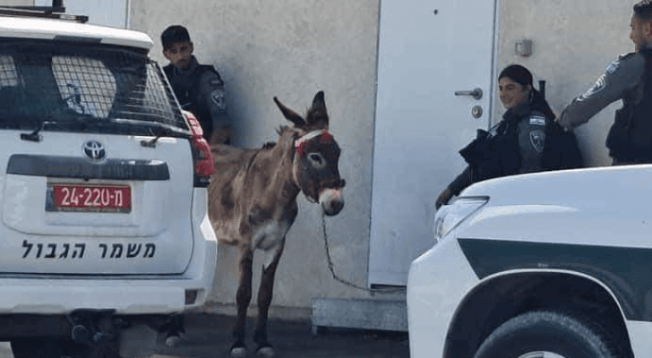 صورة للحمار لحظة اعتقاله