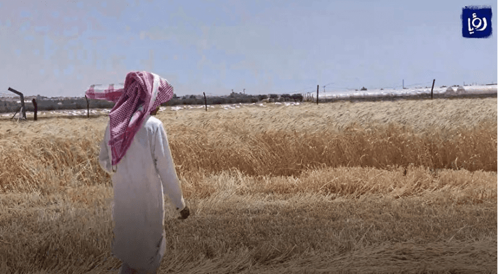 صنف جديد من القمح يحقق إنتاجية عالية