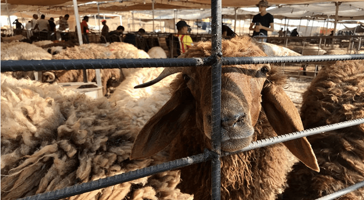 مواقع بيع أضاحي