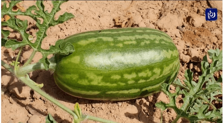 بطيخ