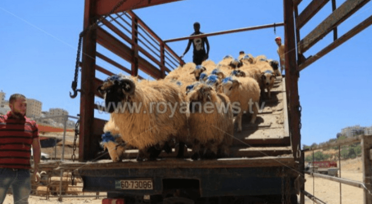 مواقع بيع أضاحي