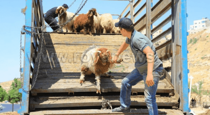 حضيرة لبيع الأضاحي