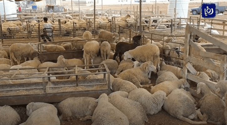 صورة ارشفية لحظيرة أغنام