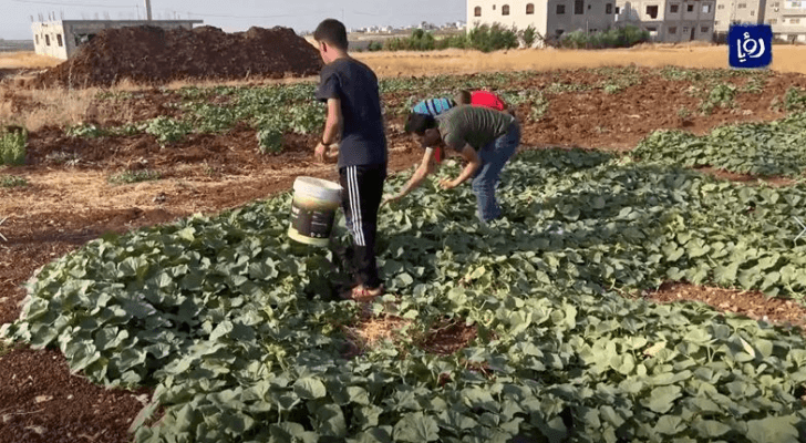 زراعات بعلية في إربد