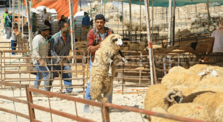 حضيرة لبيع الأضاحي