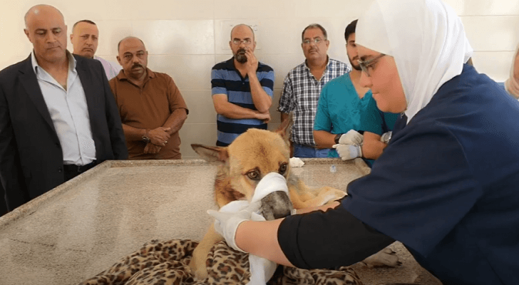 طبيبة بيطرية تتعامل مع أحد الكلاب الضالة