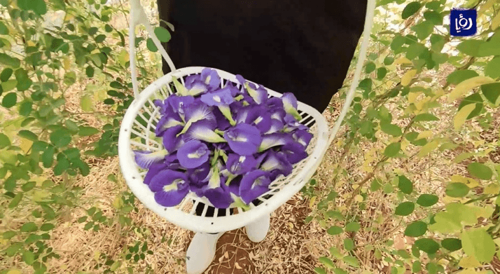 نبتة الشاي الأزرق