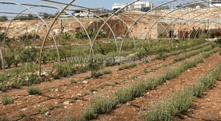 صورة توضيحية لمدرسة حقلية
