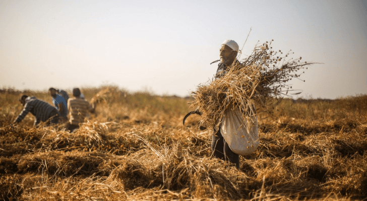 صورة أرشيفية لحصاد القمح