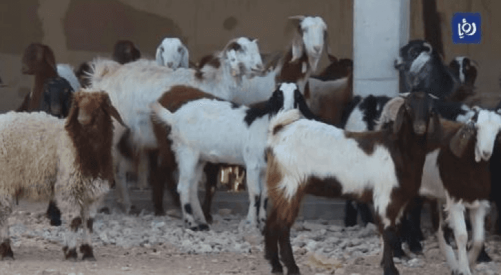 الماعز