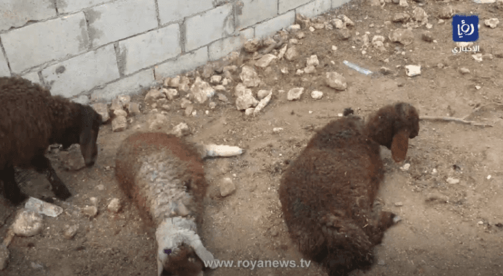 أغنام عقرتها كلاب ضالة في لواء الكورة بإربد