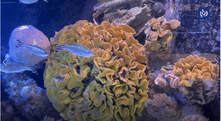 شعب مرجانية في خليج العقبة