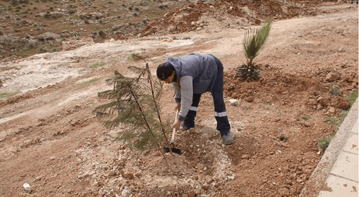 موظف في بلدية الكرك يزرع شجرة على أطراف أحد شوارع المحافظة