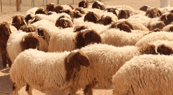 خراف بلدية في إحدى الحضائر الأردن