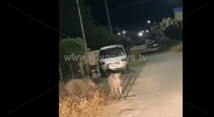 خنزير في منطقة ناطفة