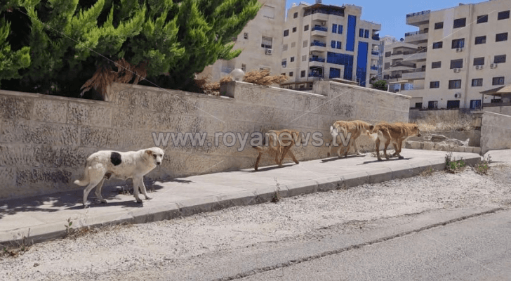 كلاب ضالة في منطقة مرج الحمام في العاصمة عمان