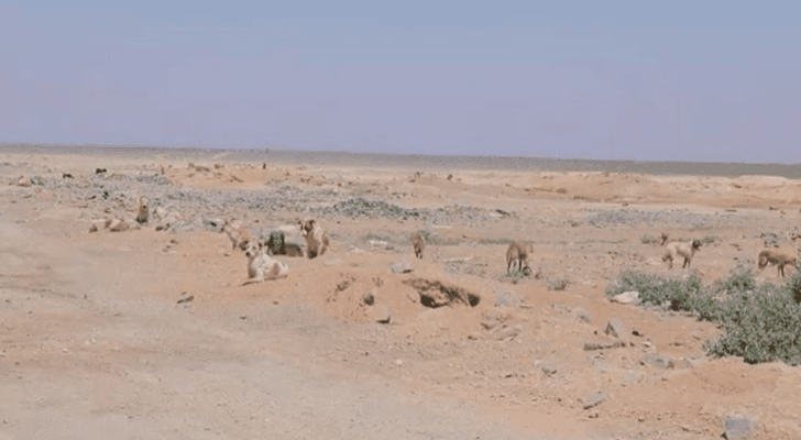 مجموعة كلاب ضالة في منطقة الصفاوي