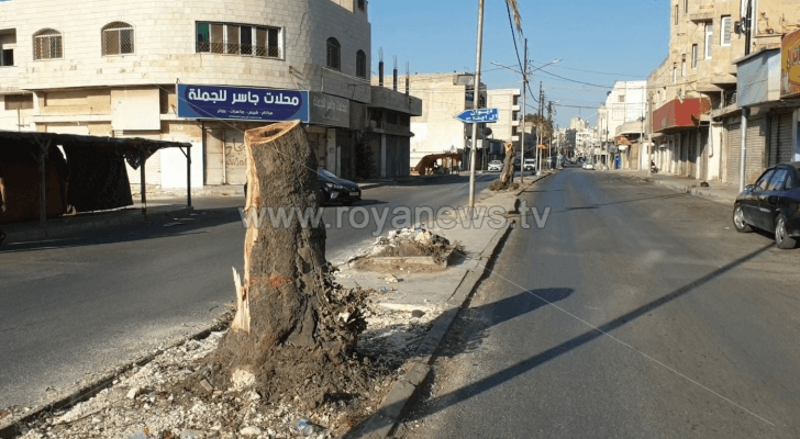 قطع عشرات الأشجار بشارع الملك فيصل