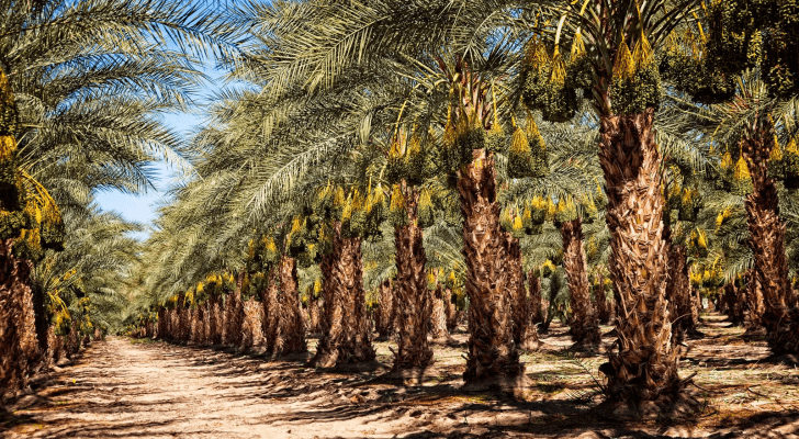 مزرعة أشجار النخيل