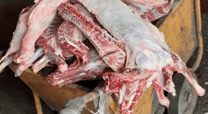 لحوم غير صالحة للاستهلاك البشري تم اتلافها