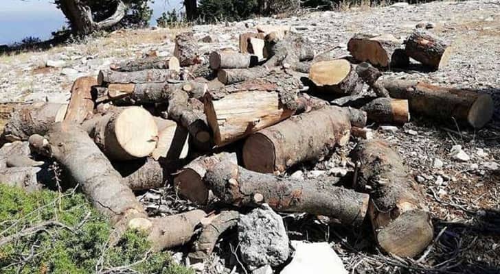 التحطيب الجائر.. عجلون تواجه تهديدات متزايدة لثروتها الحرجية - فيديو