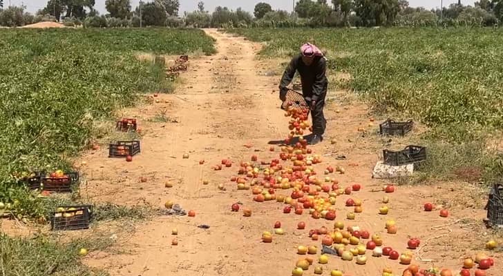 مزارع في معان يتلف محصوله الزراعي