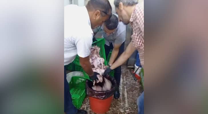 ضبط دجاج فاسد