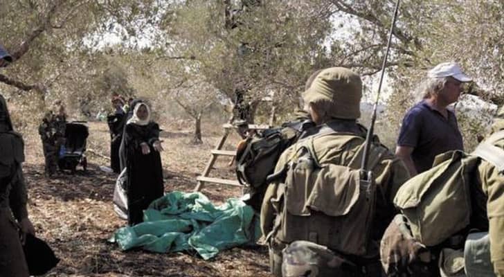 مستوطنون يهاجمون مزارع زيتون "أرشيفية"