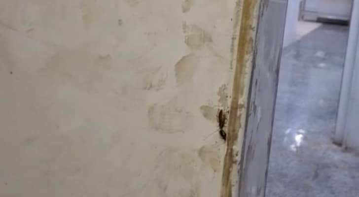 الغذاء والدواء تغلق مخبزا في أحد المولات لوجود حشرات