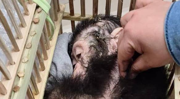 الزراعة المصرية تحبط تهريب 3 صغار شمبانزي وزواحف نادرة بمطار القاهرة