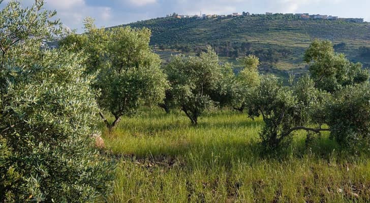 استراتيجية أمانة عمان ترفع نصيب الفرد من المساحات الخضراء إلى 4.25 متر مربع في 2026
